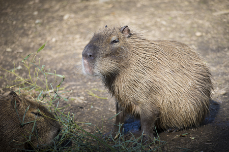 Portrait of an adult capybara (Hydrochoerus hydrochaeris) sitting on the ground.の写真素材