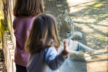 Two baby girls watching a siberian tiger through the glass of its enclosureの写真素材