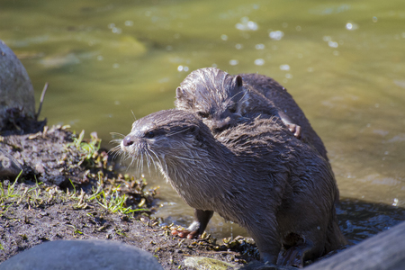 Two adults of Asian small-clawed otters playing on the river side.の写真素材