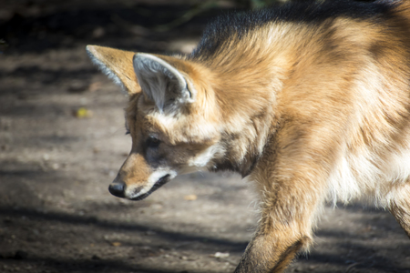 Maned wolf (Chrysocyon brachyurus) walking on a sunny day.の写真素材