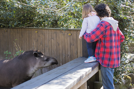 Young father and toddler daughter watching a tapir in a faunistic park, while the tapir looks at them.の写真素材