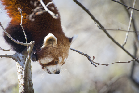 An adult of red panda (Ailurus fulgens) getting down a tree branch. Portrait with copy space.の写真素材
