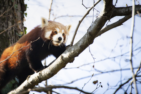 An adult of red panda (Ailurus fulgens) walking on a thintree branch. Portrait with copy space under diagonal line.の写真素材