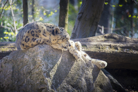 Snow leopard (Panthera uncia) sleeping on a rock on a sunny day.の写真素材