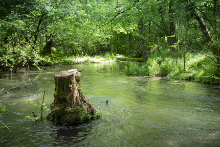 water stream with a cut down tree in the middle surrounded by water in green landscape. Ramo Delizia, Ticino River, Italy.の写真素材