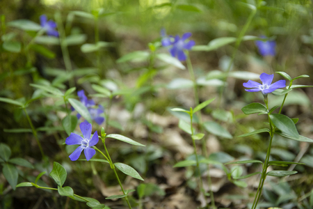 blue periwinkles flowers (VINCA MAJOR) in bloom in late april at Parco Ticino, Italy.の写真素材
