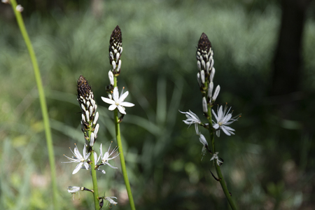 three asphodelus albus flowers in late aprilの写真素材