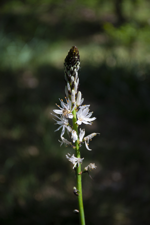 single asphodelus albus flower in late april. Vertical shot.の写真素材