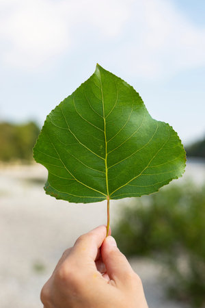 Hand holding a leaf of black poplar (populus nigra) in outdoor background. Vertical shot.