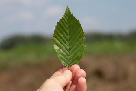 Hand holding a leaf of elm field (ulmus minor) in outdoor background