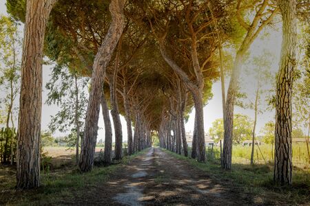 Country unpaved road with high pine trees on the sides forming a tunnel, illuminated by golden sunset sky.の写真素材