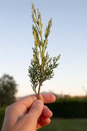 Hand holding a a twig of mediterranean cypress (Cupressus sempervirens) in outdoor background at...