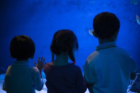 three Children at the aquarium, rear view, watching fishes through glassの写真素材