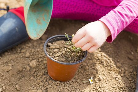 Little caucasian child girl, in her garden, planting a plant in a pot during covid-19 lockdown. Outdoor idea activity for children at home in pandemic restrictions. Close up, detail.の写真素材