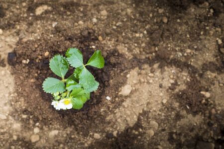A small strawberry plant in wet ground, aerial top view. Home-growing vegetables and fruit is a nice activity idea during covid-19 lockdown pandemic. Wallpaper or background with copy space.の写真素材