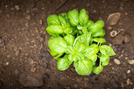 A small basil plant in wet ground, aerial top view. Home-growing vegetables and fruit is a nice activity idea during covid-19 lockdown pandemic. Wallpaper or background with copy space.の写真素材