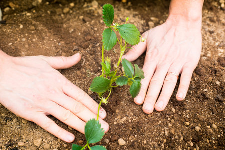 Male hands placing a strawberry plant in the ground. Close-up. Lockdown activity idea during covid-19 pandemic.の写真素材