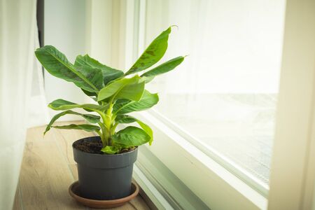 Musa Tropicana dwarf banana plant, isolated and located near a big window. Vertical shot.の写真素材