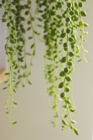 Senecio rowleyanus house Plant leaves detail. String of Pearls rounded leaves plant close up. Copy space. Vertical shot.の写真素材