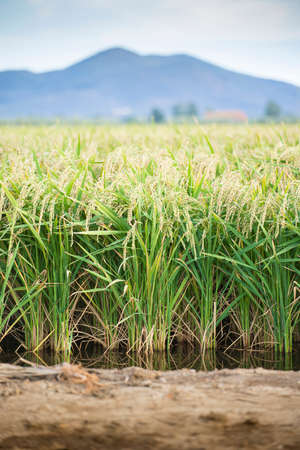 Green rice plants growing in the water, vertical. Rice filed in summer.の写真素材
