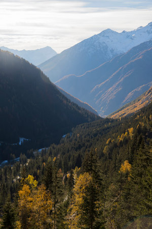 Mountain valley view with orange larches and green pine trees in late autumn, on a sunny day. Val...