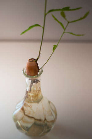 Oak tree (Quercus robur) acorn with tiny green leaves sprouting in a small glass vase filled with water. Home decor idea, natural inspiration. Vertical shot.の写真素材