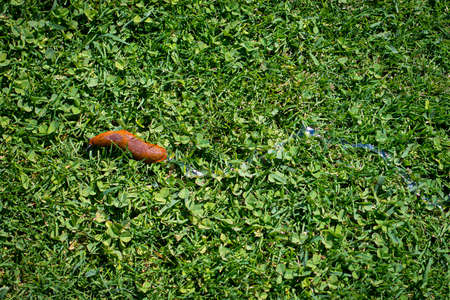 Red slug (Arion rufus) crawling through the green grass, leaving a shiny trail of mucus. Top view, flat lay.の写真素材