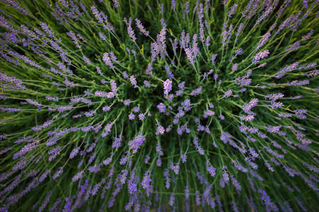 Lavender field pattern, texture, top view. Lavender flowers background or wallpaper.の写真素材