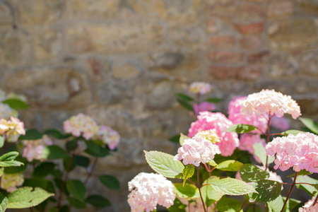 Pink hydrangea flowers (hydrangea macrophylla) with brickwall in the bakground. Wallpaper with copy space.の写真素材