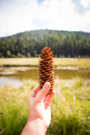 Caucasian hand holding a spruce pine cone in a natural mountain landscape on a sunny day. Pian di Gembro natural park, Valtellina, Italy. Vertical shot.の写真素材