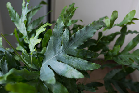 A plant of Blue Star fern (Phlebodium aureum), a fancy houseplant. Detail of a single leaf.の写真素材