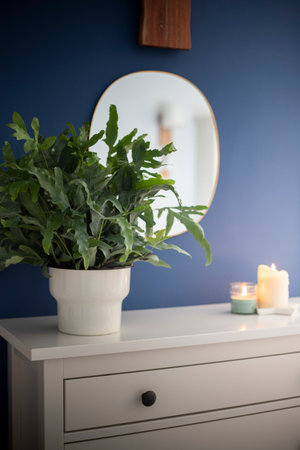 A plant of Blue Star fern (Phlebodium aureum), a fancy houseplant, over a white cabinet with blue walls, a mirror and candles. Vertical shot.の写真素材