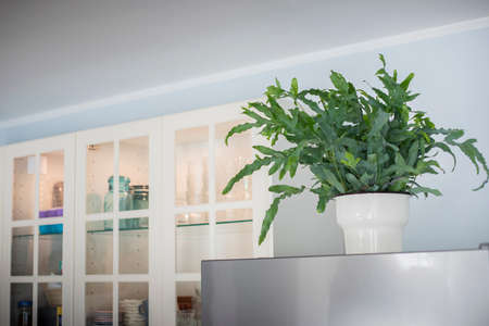 A plant of Blue Star fern (Phlebodium aureum), a fancy houseplant, on top of the fridge in a kitchen.の写真素材