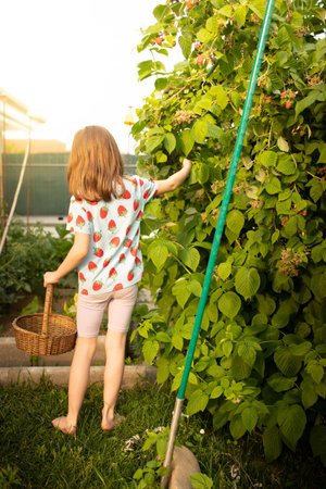 Caucasian Child girl, back view, barefoot, picking raspberries from the plant in home garden. Vertical shot.の写真素材