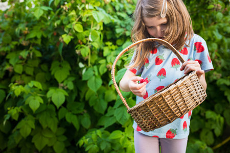 Caucasian Child girl, barefoot, with a basket of raspberries picked from the plant in home garden. Background with copy space.の写真素材