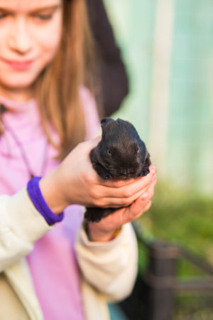 Caucasian child girl, defocused, holding a black baby rabbit in her hands. Vertical shoot.の写真素材