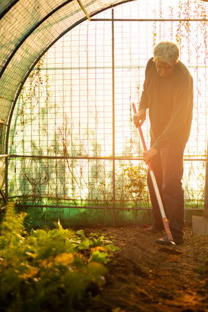 Senior man, 70 years old, growing vegetables in sunny greenhouse and weeding with a rake. Vertical portrait with copy space.の写真素材