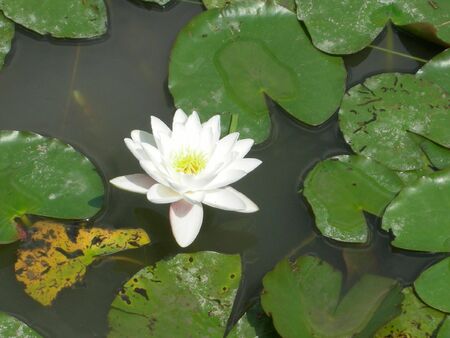 Water lily Nimphaea flower in a pondの写真素材