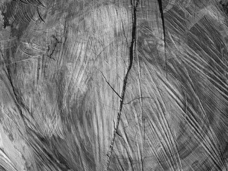 Detail of a tree trunk for use as timberの写真素材