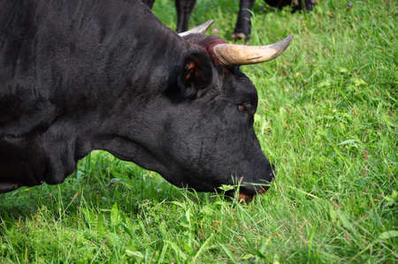 Cow cattle eating grass in a meadowの写真素材