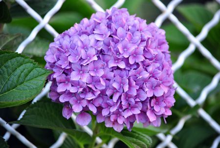Violet flowers of Hydrangea Hortensia Ajisai plant over garden fenceの写真素材