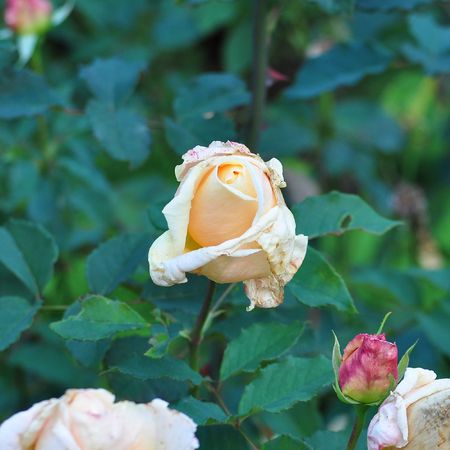 Close up of old rose flower showing decayの写真素材