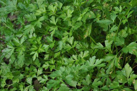 Green leaves of parsley plant useful as a backgroundの写真素材