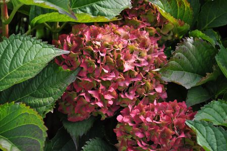 Violet flowers of Hydrangea Hortensia Ajisai plantの写真素材