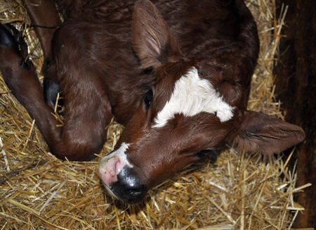 Cattle or cow animals in a farmの写真素材