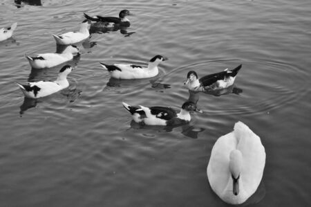 Duck, in the family of Anatidae birdsの写真素材