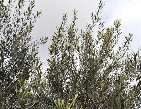 Willow sallow osier plant from the Salix genusの写真素材