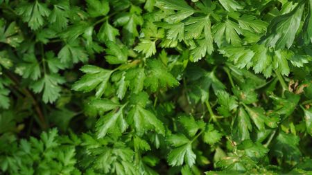 Green leaves of parsley plant useful as a backgroundの写真素材