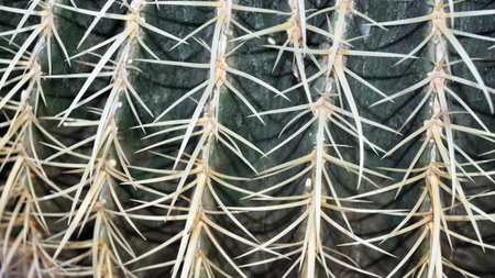 Cactus plant, in the family of Cactaceae