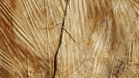 Detail of a tree trunk for use as timberの写真素材